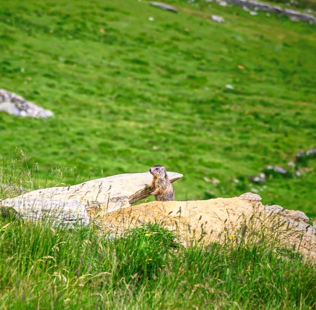 Appartamenti a Gressoney